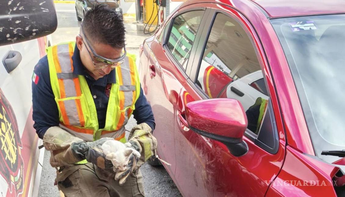 Saltillo: Rescatan a gato atrapado en motor de un auto; conductor lo adopta tras el susto