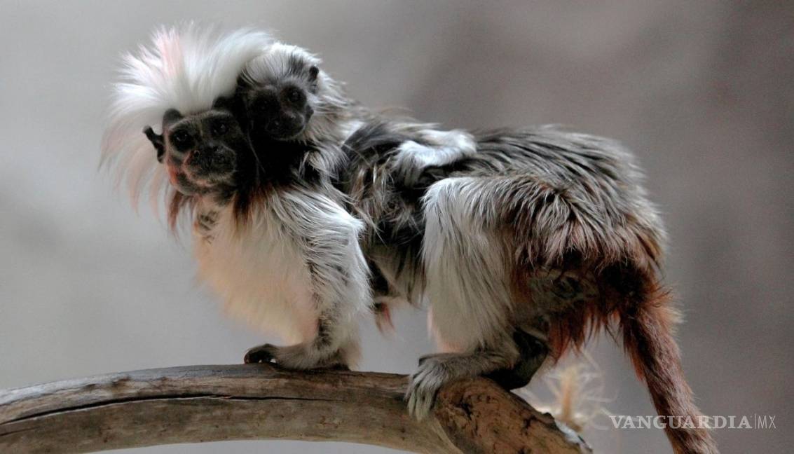 $!Tenemos las fotos del simpático mono Tití que nació en un zoológico de Guadalajara