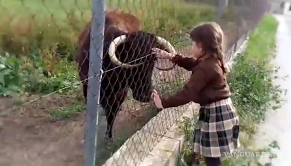 $!Buscan salvar a “Margarita”, una vaca “indocumentada” condenada al sacrificio en España