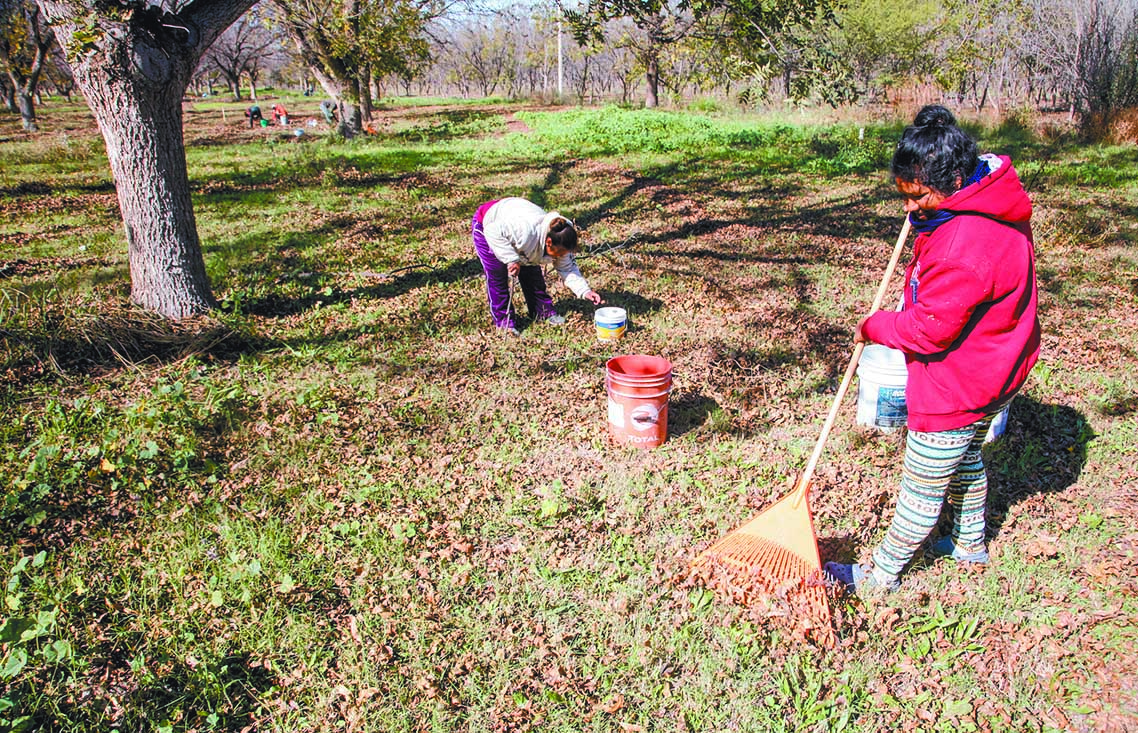 $!Parras con sabor a nuez