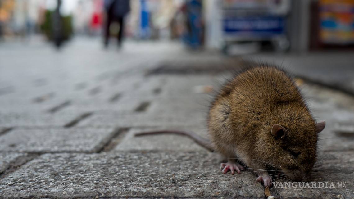 $!Alerta en EU por ratas agresivas y temerarias, por falta de comida