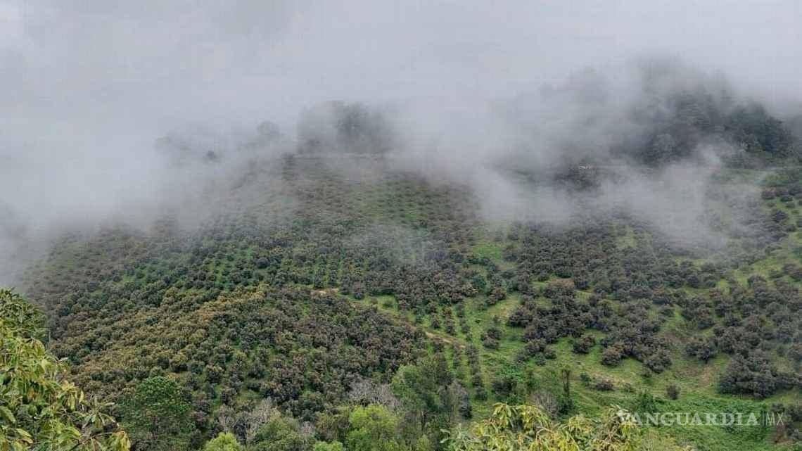 $!Huertas de aguacate en Michoacán, lugar de origen de alrededor del 80% del fruto que se exporta de México a los EUA.