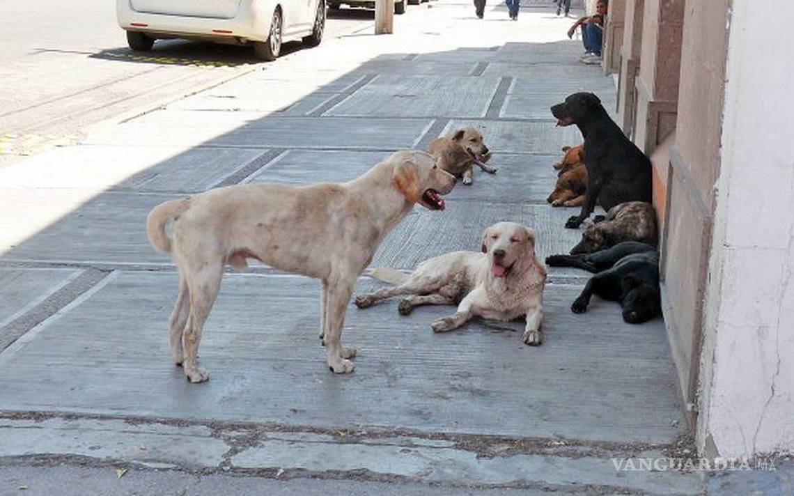 $!Crea Gobierno de Coahuila cuentas en Facebook para promover la observación científica