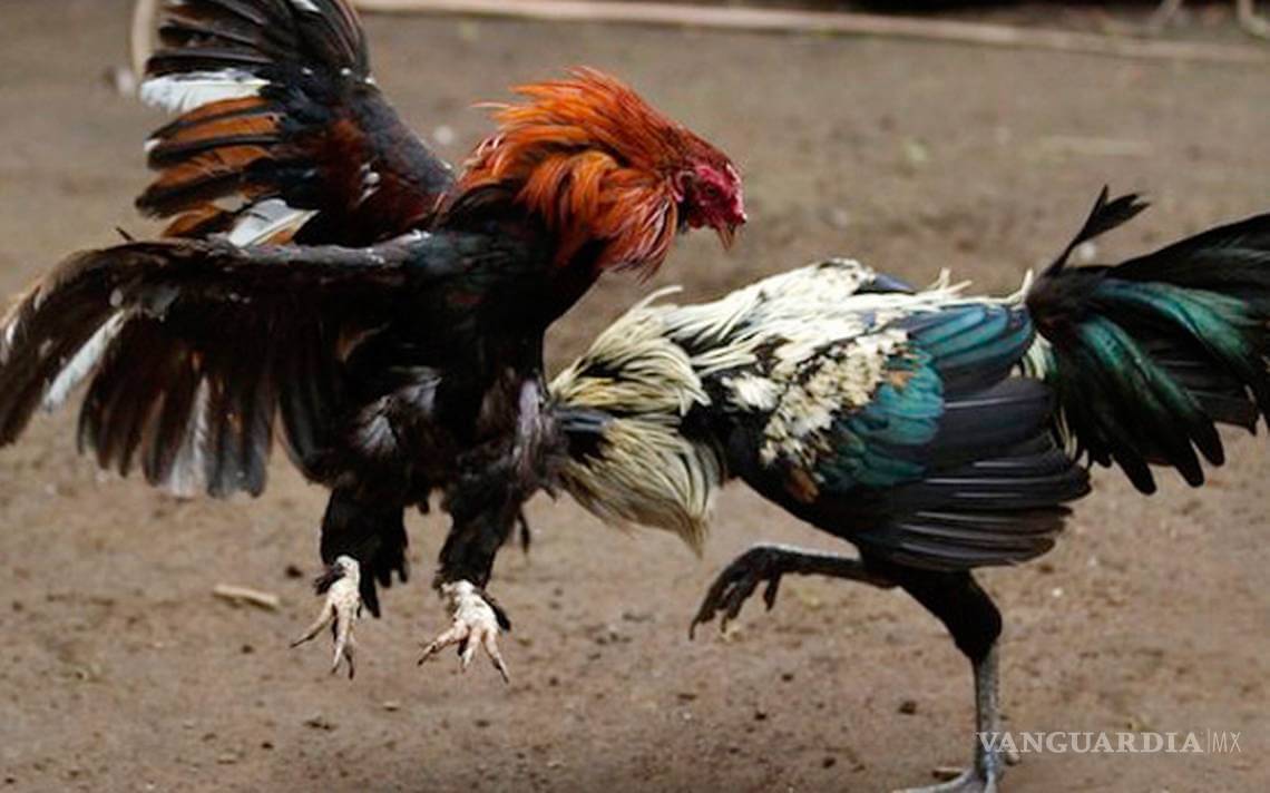 $!"El Señor de los Gallos"... el apodo con el que también se le conoce a 'El Mencho', líder del CJNG