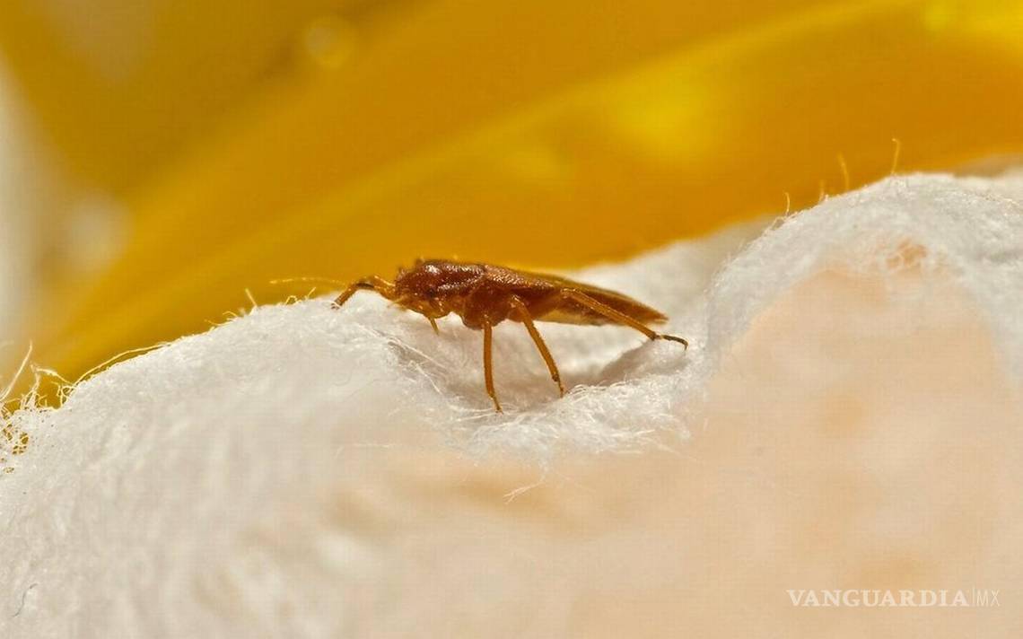 $!De manera general estos insectos suelen ser atraídos por ropa sucia, el calor y el dióxido de carbono que proviene de la respiración.