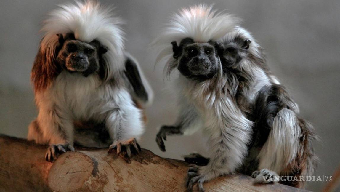 $!Tenemos las fotos del simpático mono Tití que nació en un zoológico de Guadalajara