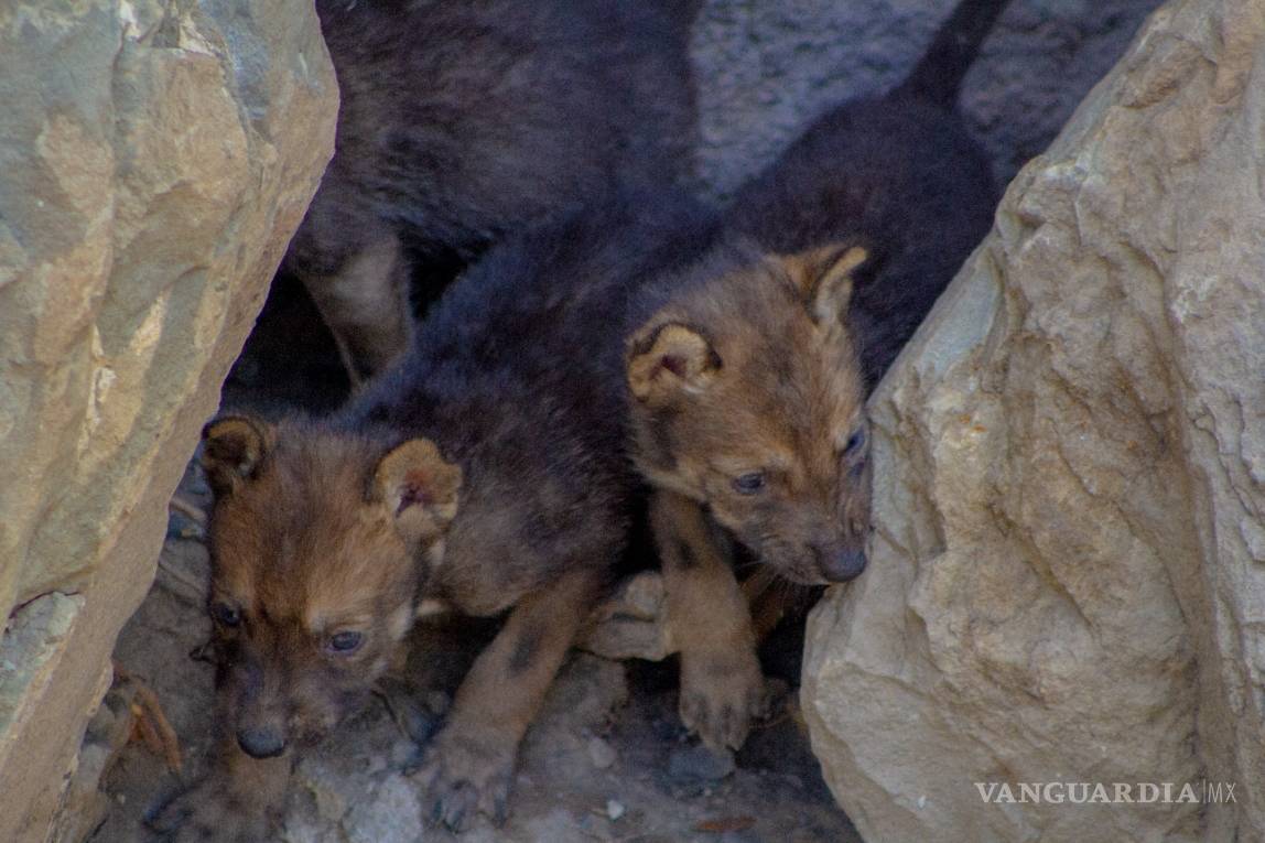 $!Museo del Desierto de Saltillo, ideal para la reproducción del lobo gris mexicano