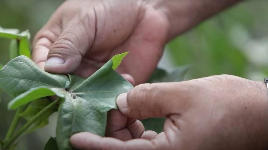 Personal del Senasica instaló y revisó miles de trampas para el monitoreo del gusano rosado y el picudo del algodonero en entidades como Coahuila.