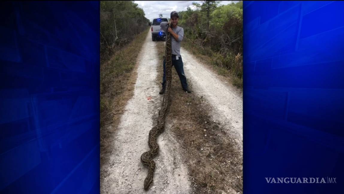 $!Capturan en los Everglades de Florida una serpiente pitón de 15 pies
