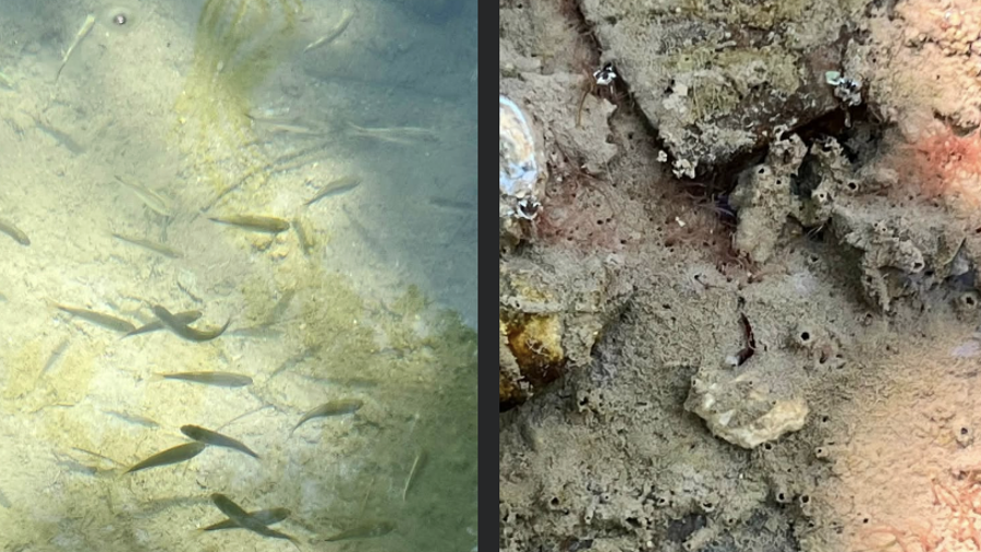 El monitoreo ciudadano contrastó dos zonas del Río Monclova: una con presencia de peces y otra donde se reportó una elevada concentración de larvas.
