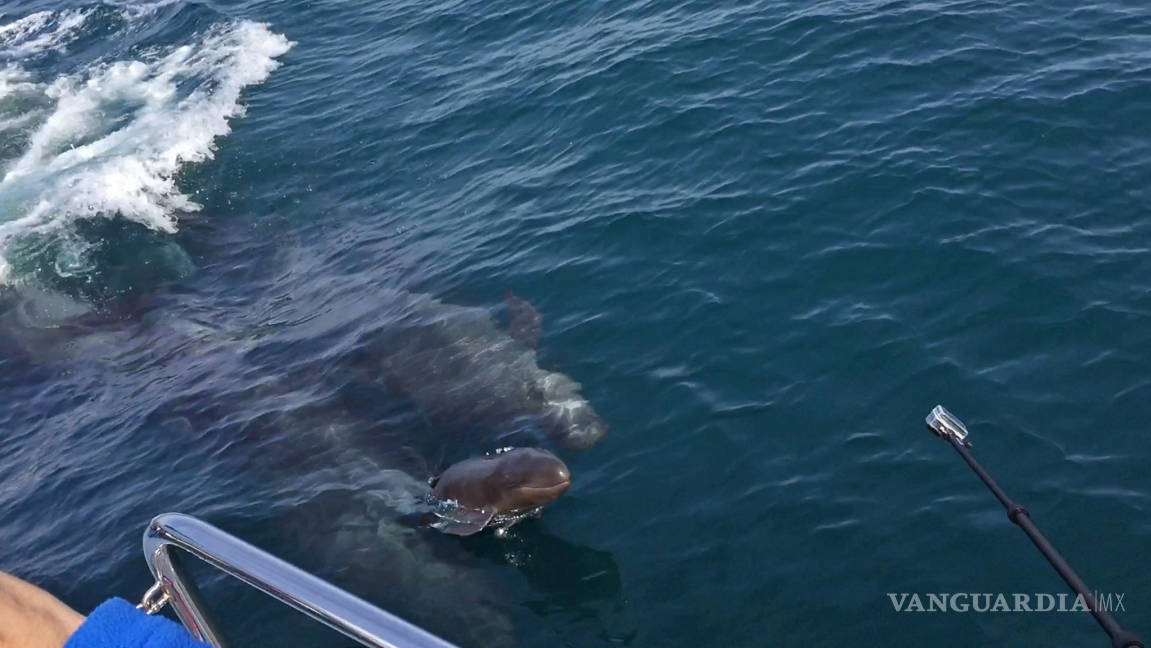 $!Japón caza 333 ballenas pese a prohibición