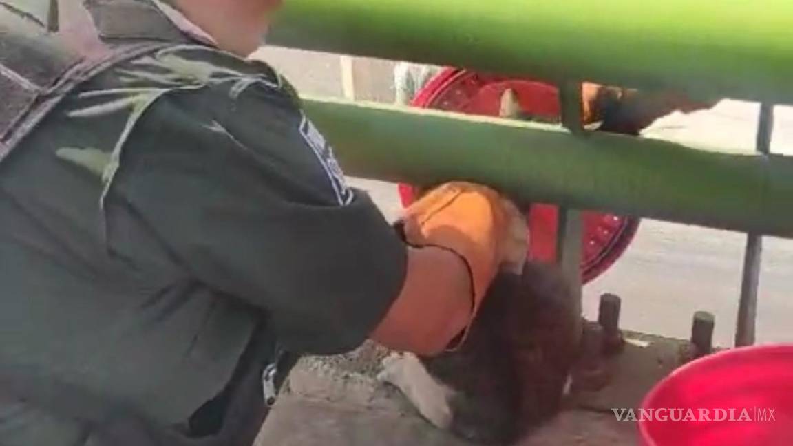 $!Este rescate resalta la efectividad del trabajo realizado por el departamento de la Policía Ambiental.