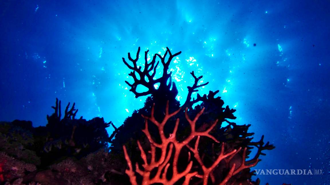 $!Proteus, la versión submarina de la Estación Espacial Internacional en el mar Caribe