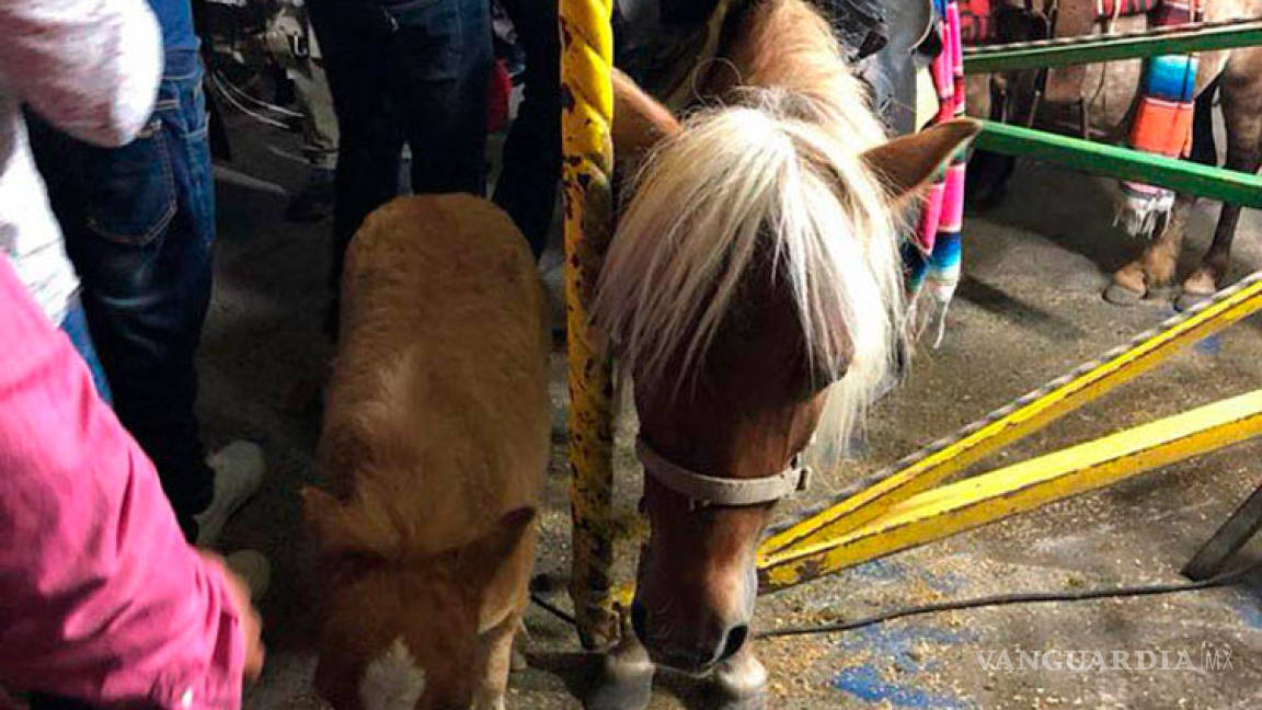 Investigan presunto maltrato animal en Feria de San Buena