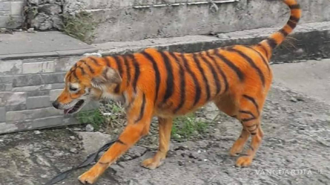 Pintan perrito callejero como tigre, usuarios denuncian maltrato animal