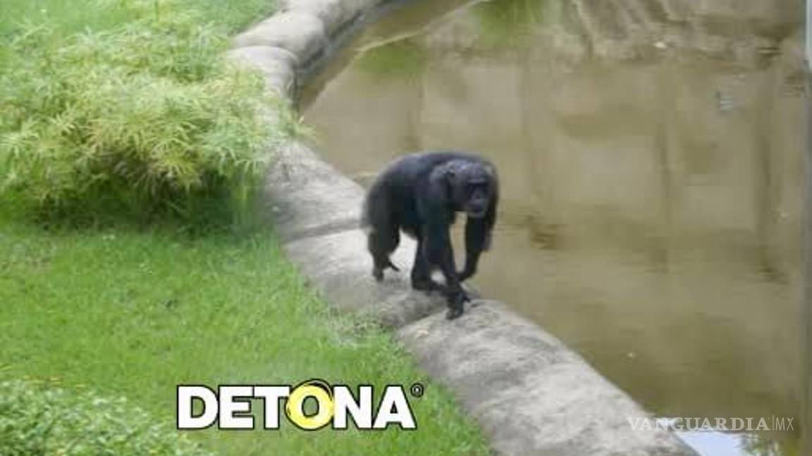 $!La chimpancé solitaria desde hace 40 años en La Pastora.