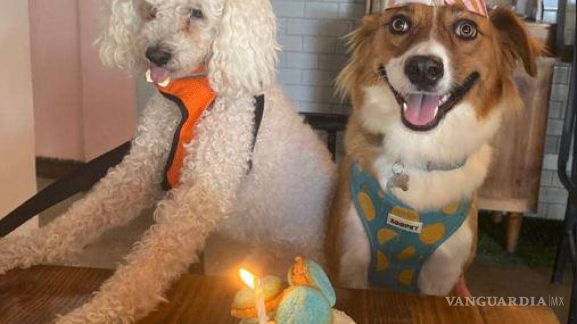 De las calles a celebrar su cumpleaños en un restaurante; familia de Torreón festeja a su perrita ‘Nena’: ‘es de la familia’