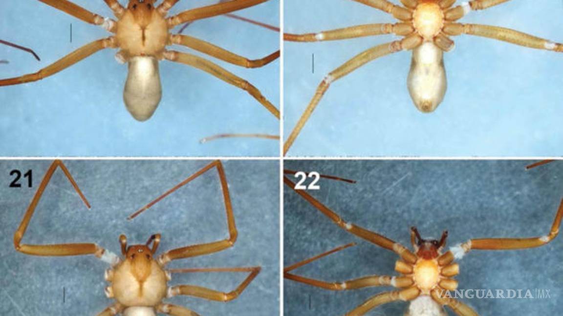 $!Descubren primera araña violinista proveniente del Valle de México