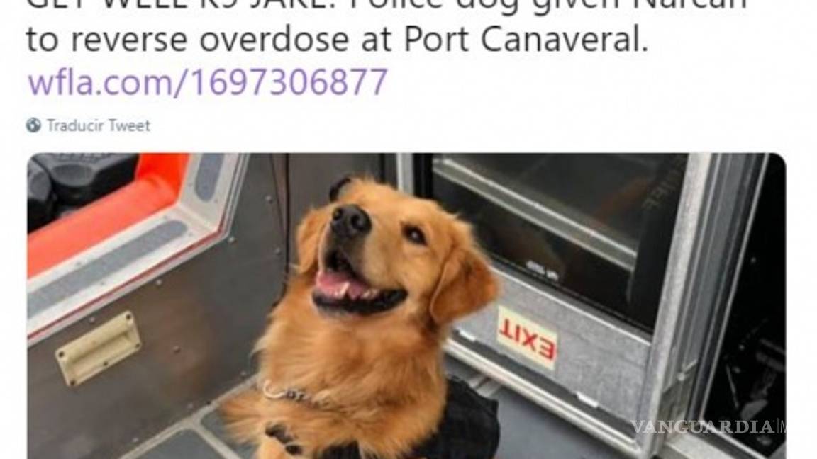 $!Perro policía sufre sobredosis tras detectar drogas