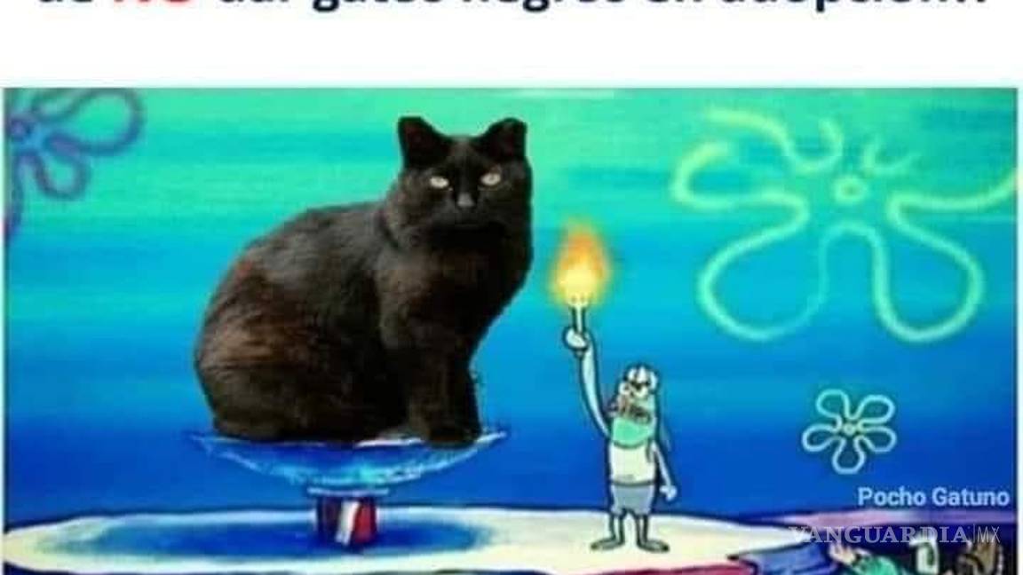 $!Si se es tutor de un felino o es posible resguardar a alguno en situación de calle, se recomienda asegurarse de que las mascotas tengan identificación adecuada.