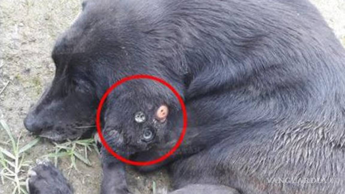 $!Maltrato animal: encuentran a perro con oreja podrida ¡tenía 3 botones cosidos!
