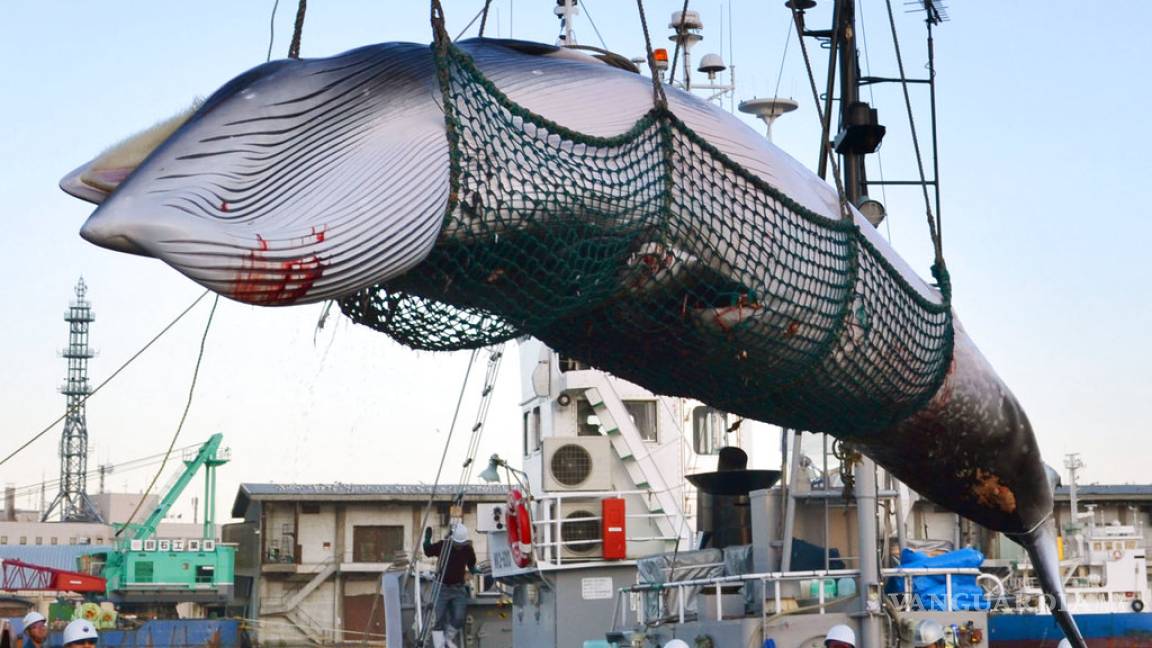 Japón reanudará caza comercial de ballenas en 2019