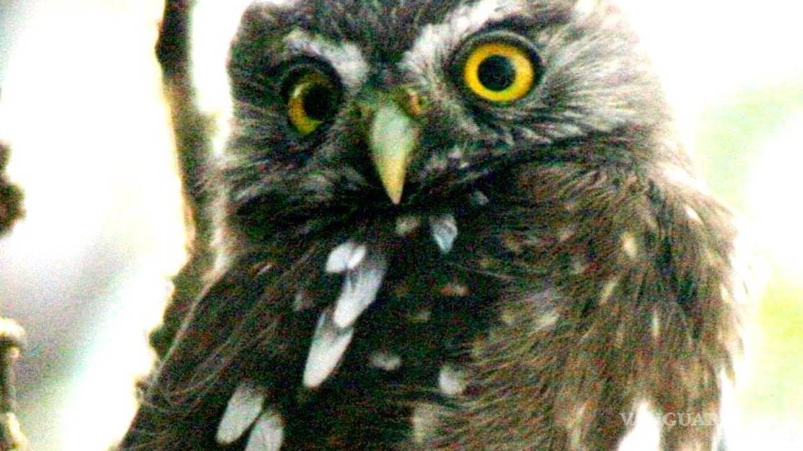 $!Prácticamente ya no existe el guacamayo de Spix, el que salió en la película Río