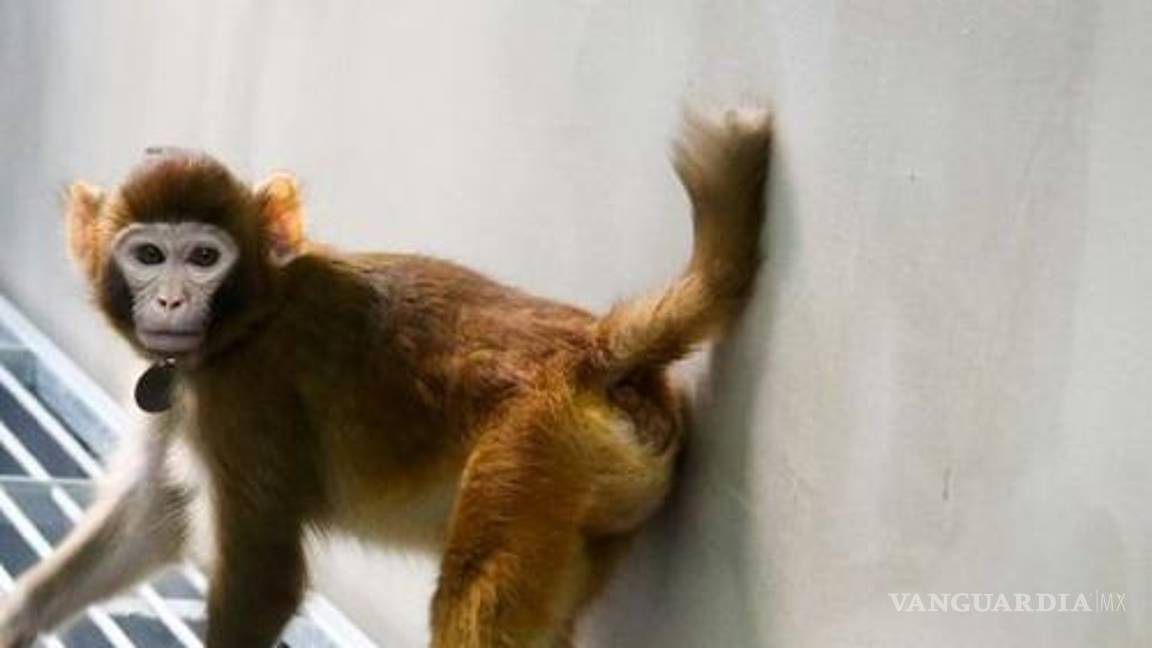 $!Clonación de mono rhesus, un hito científico con implicaciones éticas