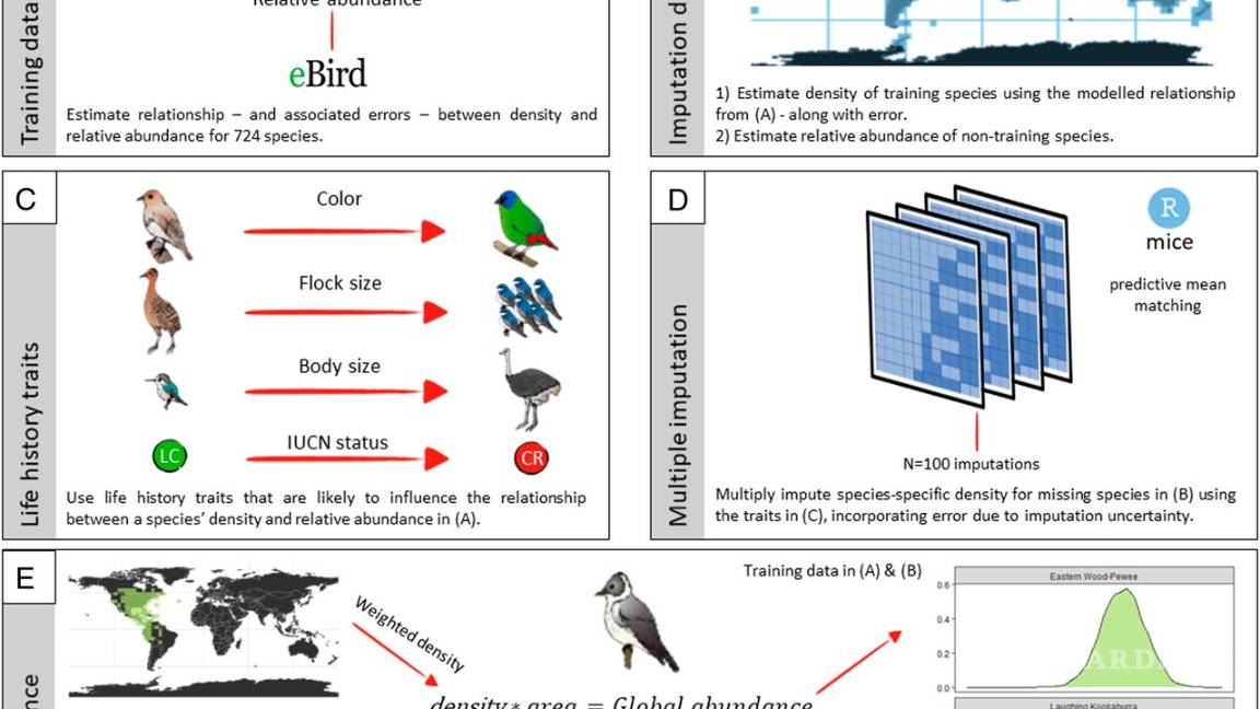 $!Hay seis veces más aves que humanos en el mundo