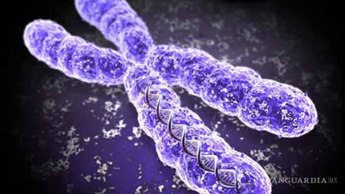 Científicos logran la primera secuencia completa de un cromosoma humano