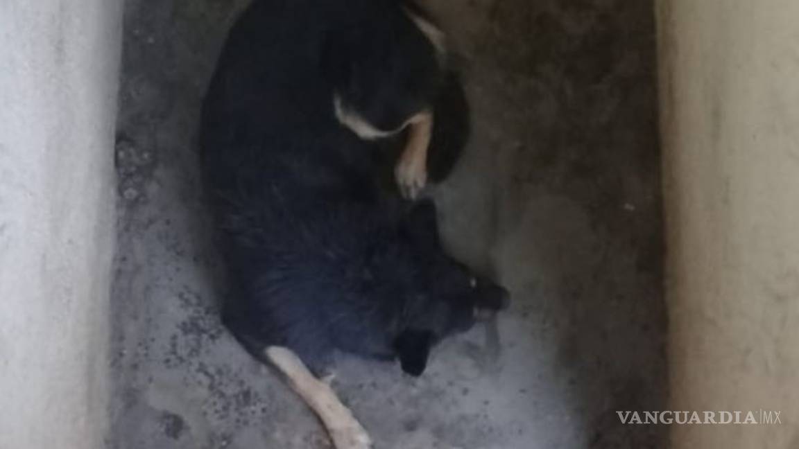 $!Perros callejeros muerden a dos niños en Monclova