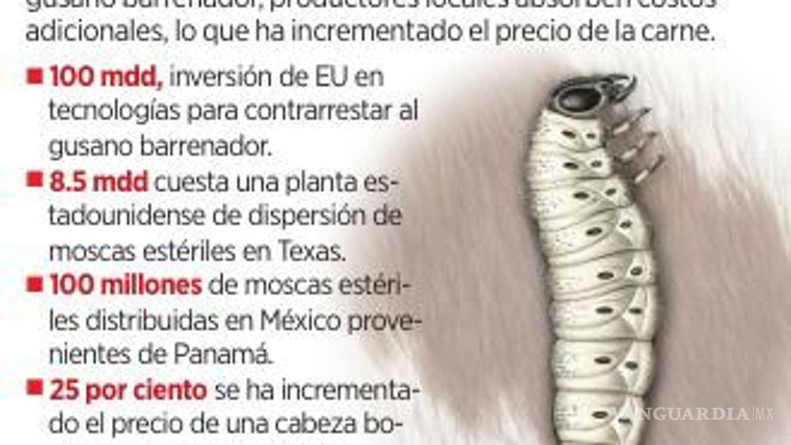 $!Por gusano barrenador, ganaderos padecen de altos costos en NL