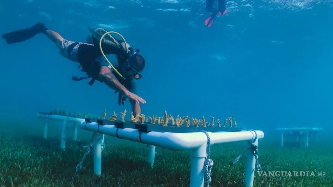 $!Proteus, la versión submarina de la Estación Espacial Internacional en el mar Caribe