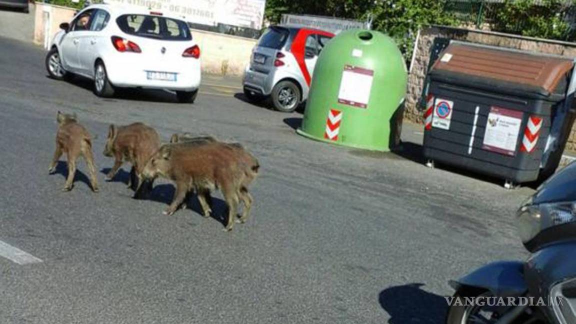 Invade la fauna silvestre las ciudades italianas