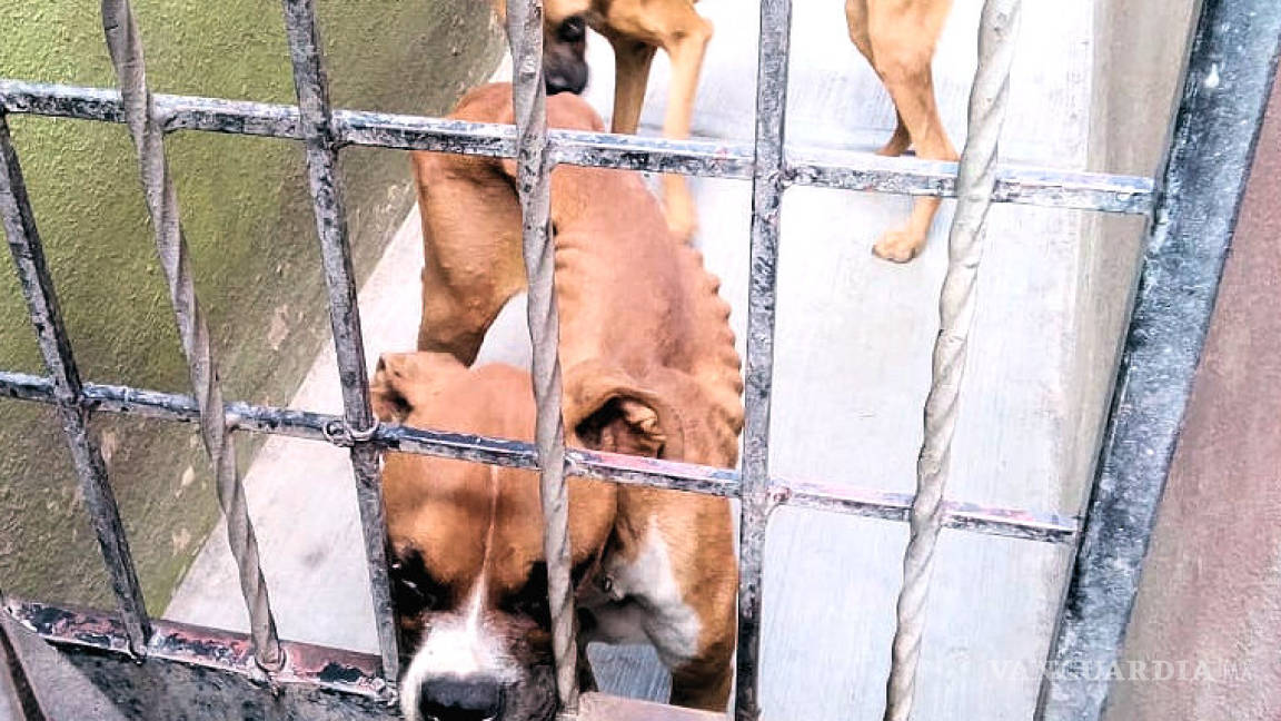 Lo vinculan a proceso por el maltrato y muerte de tres perros en Apodaca, NL