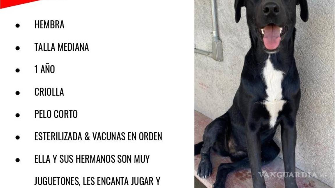 $!Paloma, junto con los casi 40 perritos de Brigada Rescate que ya están listos para ser adoptados, esperan muy pronto encontrar un hogar.