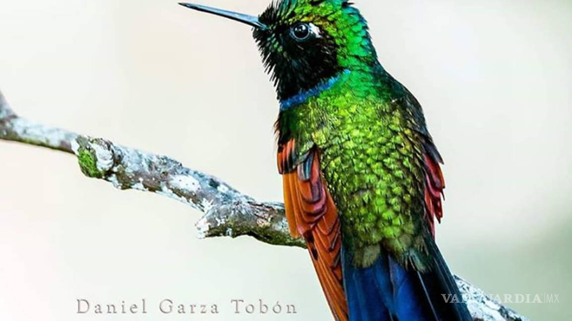 El legado del biólogo saltillense, Daniel Garza Tobón: Captar con su lente la magia de las aves