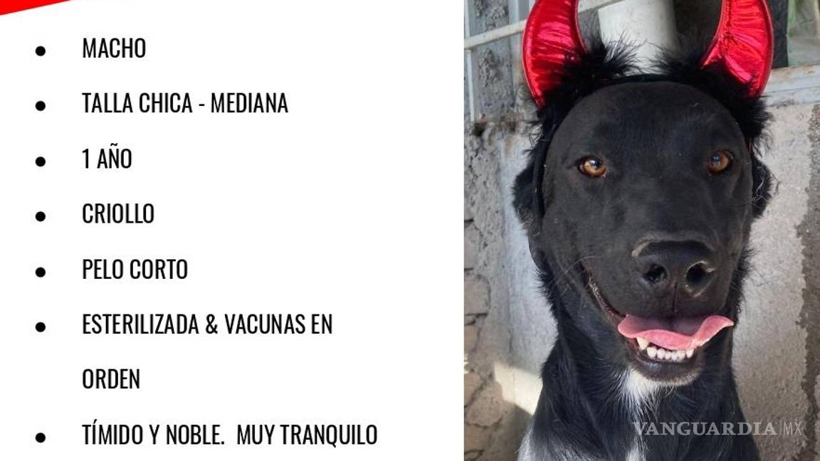 $!Thanos, junto con los casi 40 perritos de Brigada Rescate que ya están listos para ser adoptados, esperan muy pronto encontrar un hogar.