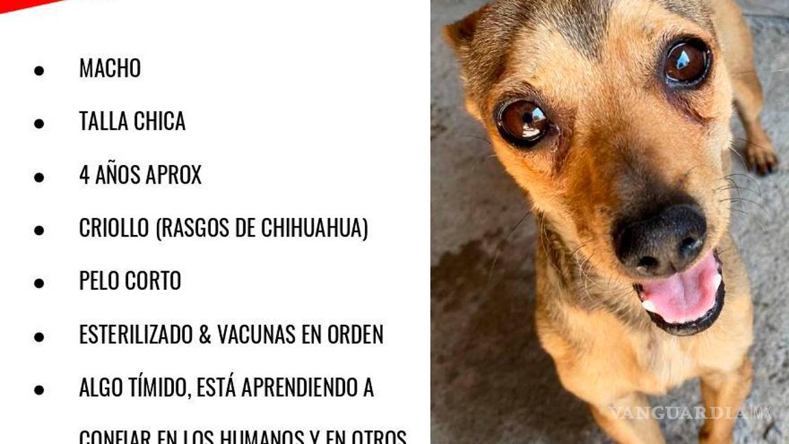 $!Wilson al igual que otros pelitos de Brigada Rescate Saltillo, está en busca de un hogar lleno de amor y cuidados.