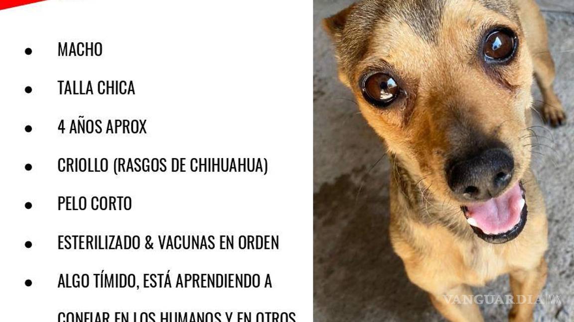 $!Wilson al igual que otros pelitos de Brigada Rescate Saltillo, está en busca de un hogar lleno de amor y cuidados.
