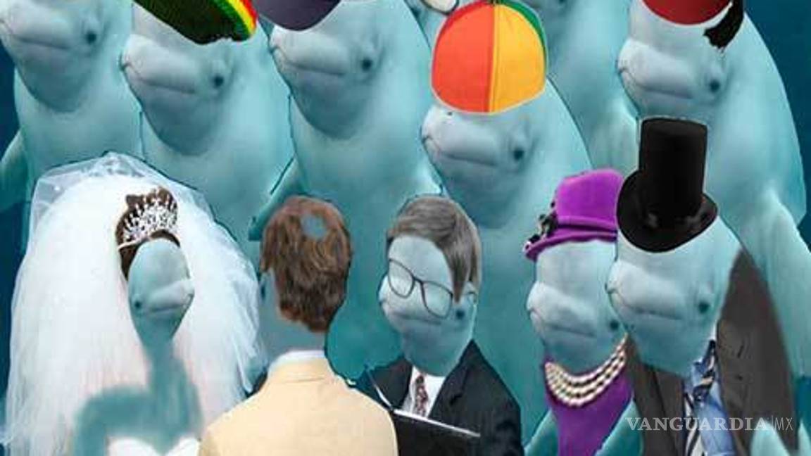 $!Ballena se aparece en boda y opaca a la novia