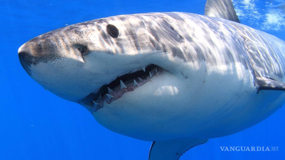 $!En México los tiburones valen más vivos que muertos