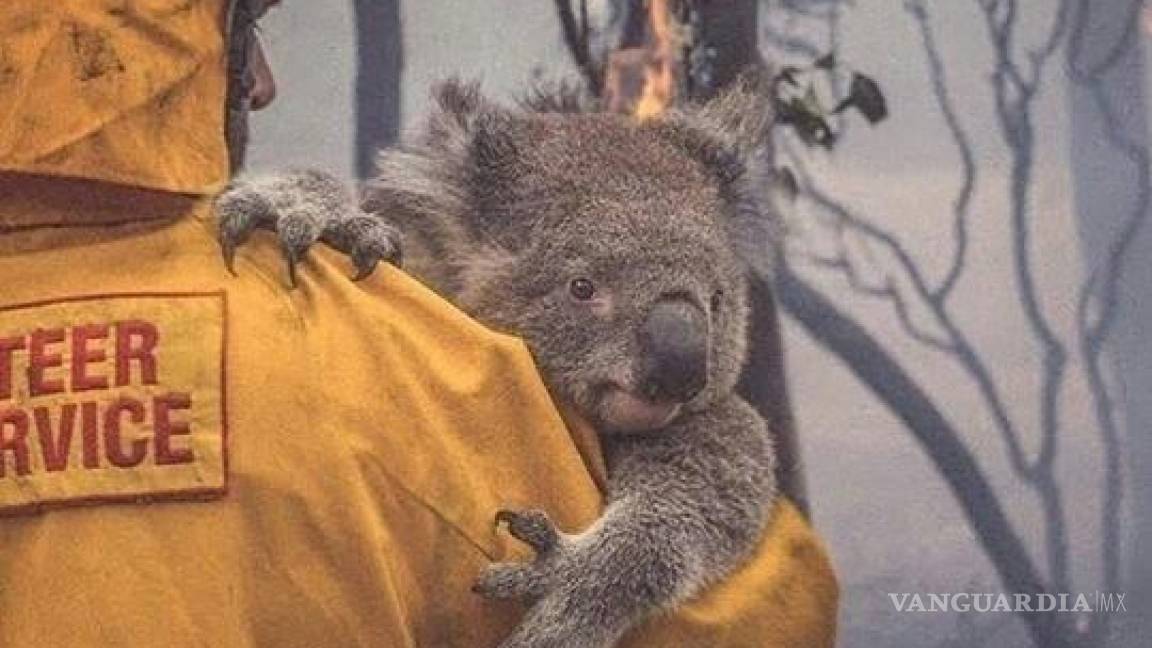 La mitad de koalas sanos en Australia ya han muerto, por mega incendio