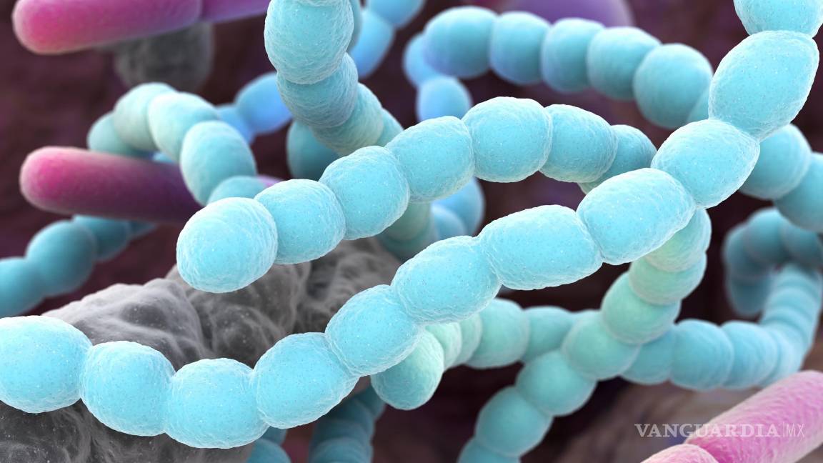 $!Imagen representativa de la microbiota intestinal.