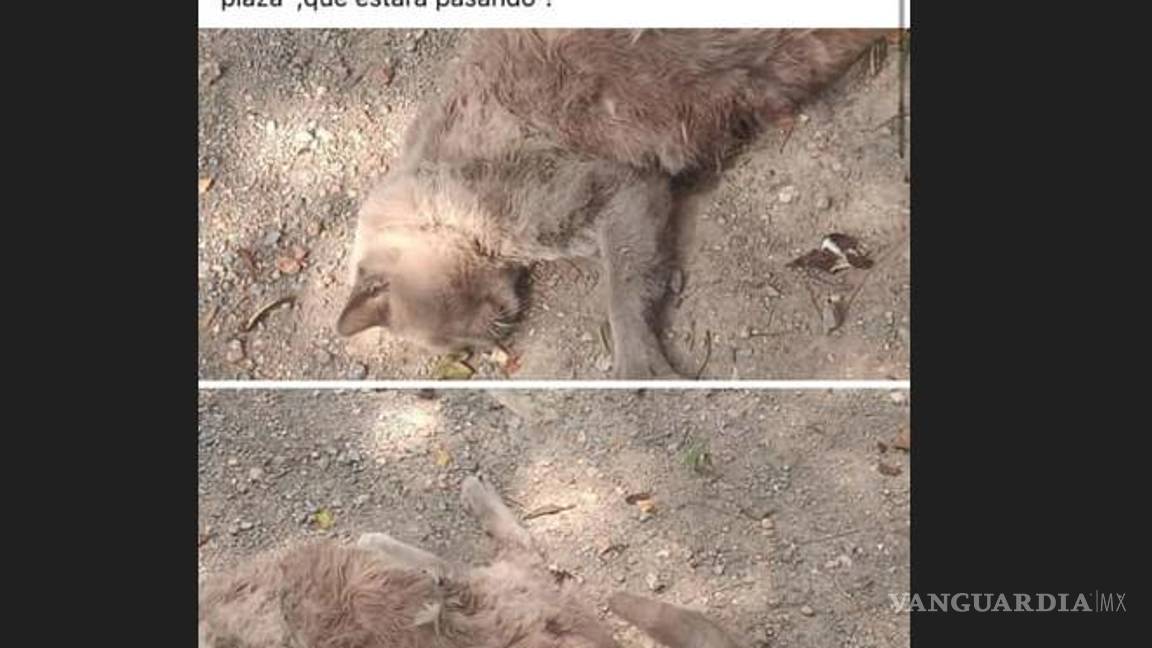 $!De acuerdo con los defensores de animales, por la temporada los gatos negros y blancos son robados para hacer sacrificios en rituales.