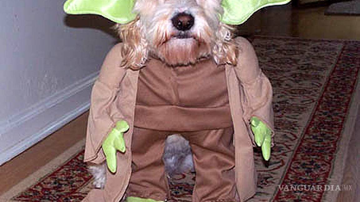 $!Ideas para disfraces de Halloween... ¡tu mascota lucirá adorable!