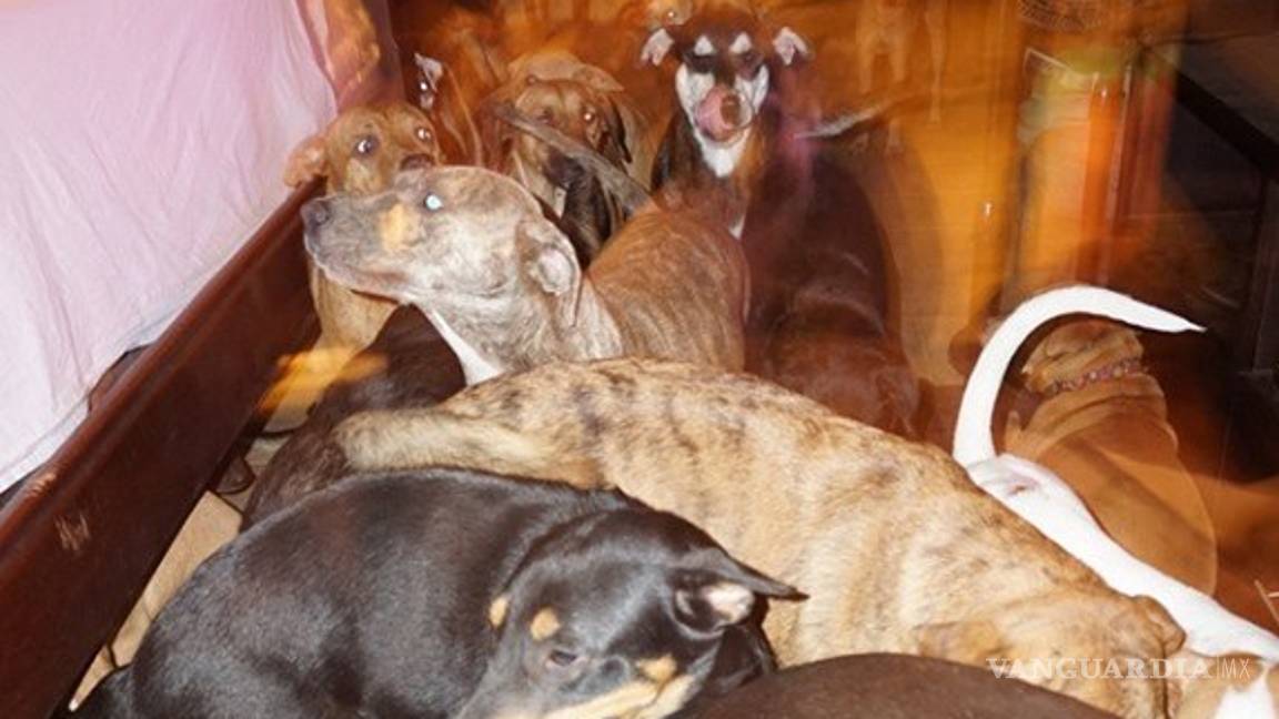 $!Mujer rescató a 97 perros callejeros del huracán 'Dorian'