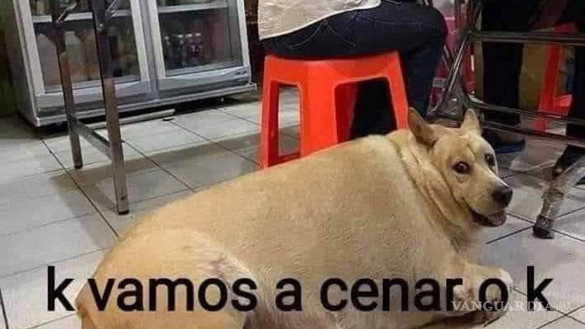 $!Las infusiones de menta, manzanilla, toronjil y jengibre son aliadas para aliviar el empacho en adultos. ¡Descubre sus beneficios!