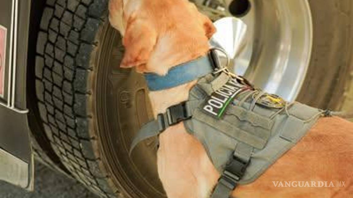 $!La Unidad Canina garantiza mayor seguridad en las entradas de Torreón durante diciembre.