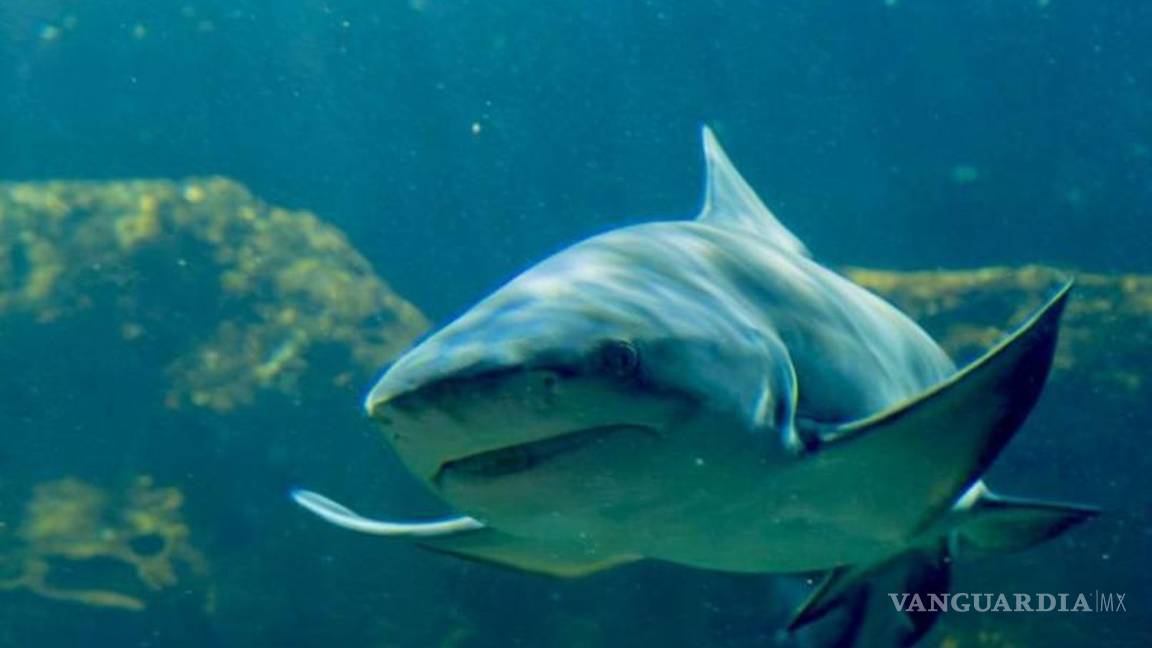 $!Sealand, el primer acuario interactivo de Monterrey, abre sus puertas este 9 de agosto